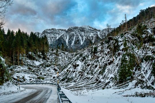 GLI ABETI DI NORD EST