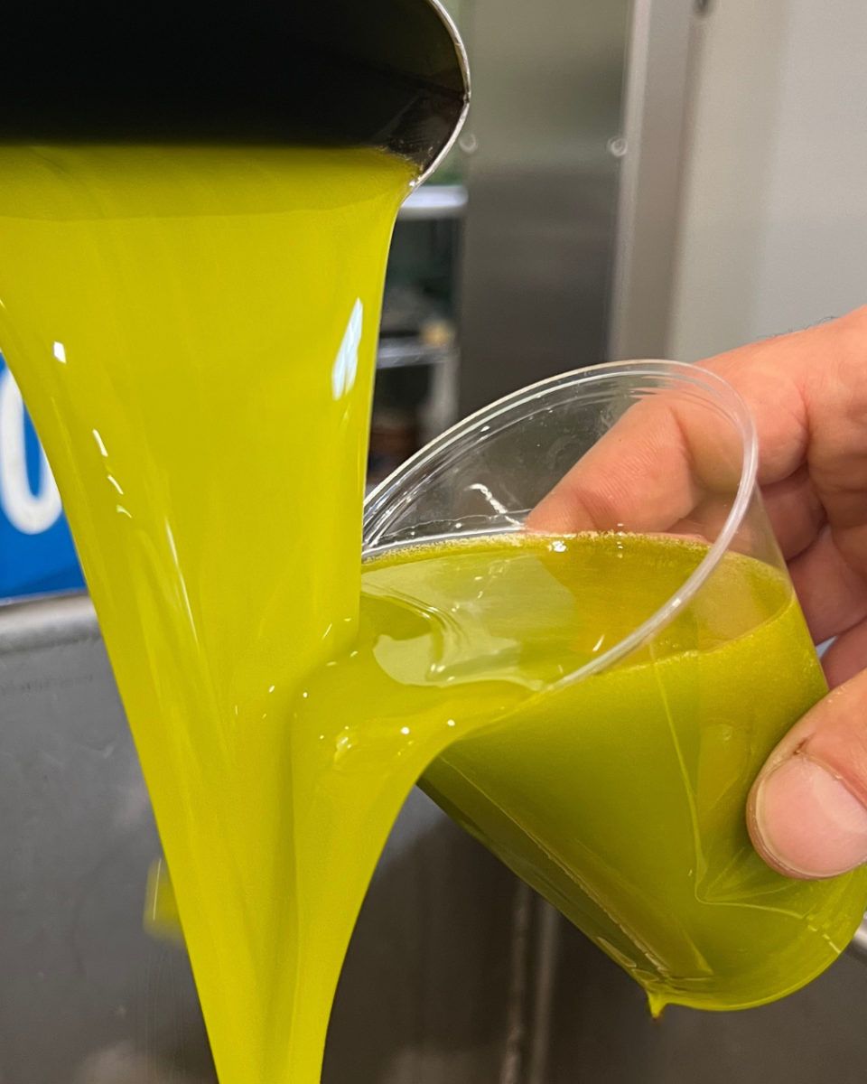 Olio extravergine appena estratto, prima della filtrazione: il getto verde-oro versato in un bicchiere